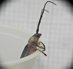 Gnaphalodes trachyderoides