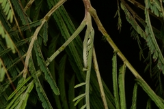 Leucaena pulverulenta