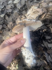 Amanita velosa