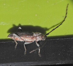 Gnaphalodes trachyderoides