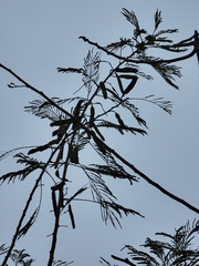 Leucaena pulverulenta