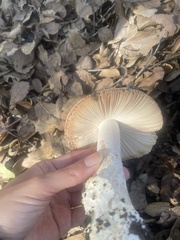 Amanita velosa