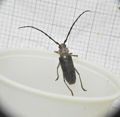 Gnaphalodes trachyderoides