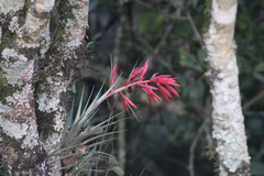 Tillandsia gymnobotrya