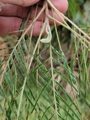 Leucaena pulverulenta