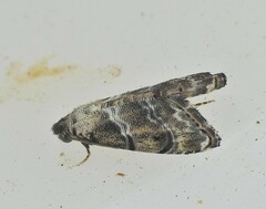 Abablemma bilineata