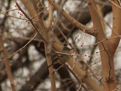 Empidonax