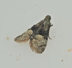 Macalla glastianalis