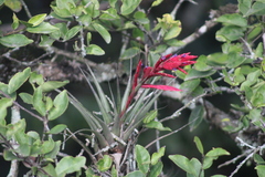 Tillandsia gymnobotrya