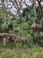 Leucaena pulverulenta