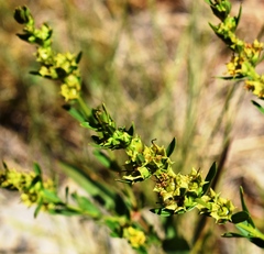 Heimia salicifolia