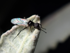 Bibiodes halteralis
