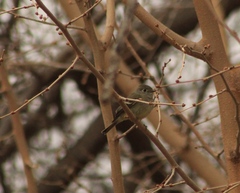 Empidonax