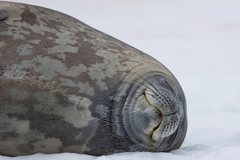 Leptonychotes weddellii