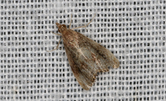 Glaucocharis dilatella