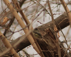 Empidonax