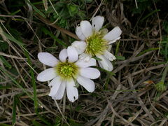 Callianthemum kernerianum