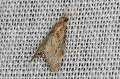 Glaucocharis dilatella