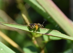 Neocorynura