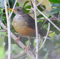 Turdus olivaceus olivaceus