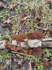 Auricularia angiospermarum
