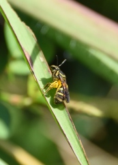 Neocorynura