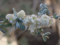 Asphondylia floccosa