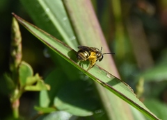 Neocorynura