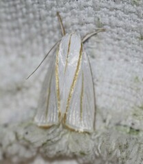 Cryptophasa flavolineata