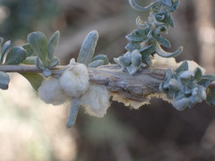 Asphondylia floccosa