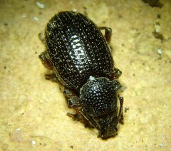 Otiorhynchus cribricollis