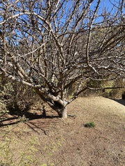 Bursera bipinnata