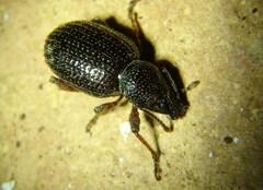 Otiorhynchus cribricollis