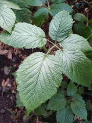 Rubus palmensis