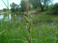 Carex acuta