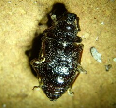 Otiorhynchus cribricollis