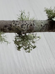 Ramalina complanata