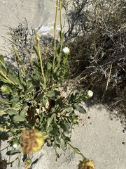 Grindelia chiloensis