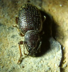 Otiorhynchus cribricollis