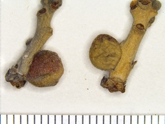 Disholcaspis quercusglobulus