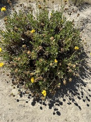 Grindelia chiloensis