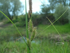 Carex acuta