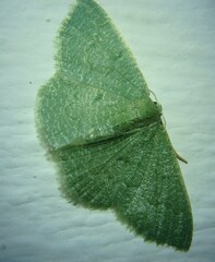 Phaiogramma faustinata