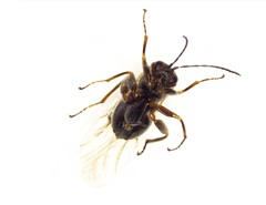 Disholcaspis quercusglobulus