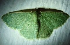 Phaiogramma faustinata