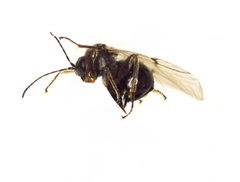 Disholcaspis quercusglobulus
