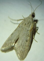 Lamoria anella