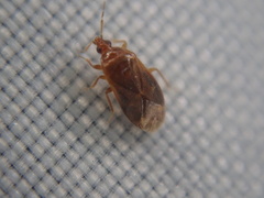 Cardiastethus fasciiventris