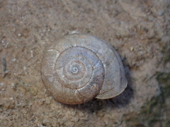 Helminthoglypta reediana