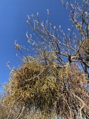 Phoradendron carneum